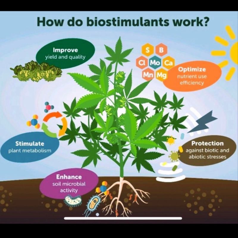 Cultivating Sustainability: Transforming Agriculture Through Plant Biostimulants