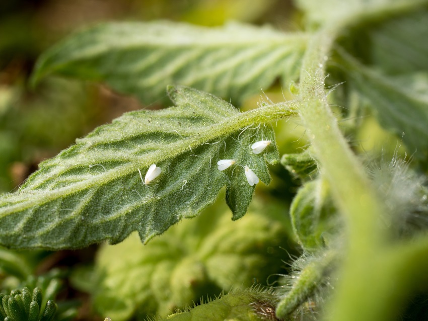 Integrated Management of Whiteflies on Tomatoes kenya