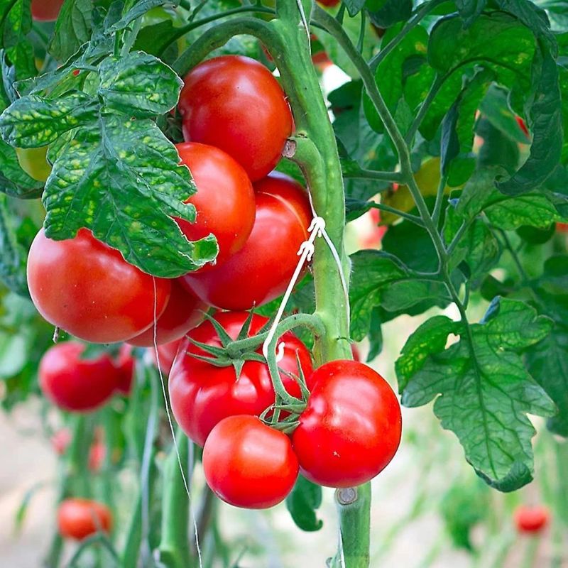 Integrated Management of Whiteflies on Tomatoes