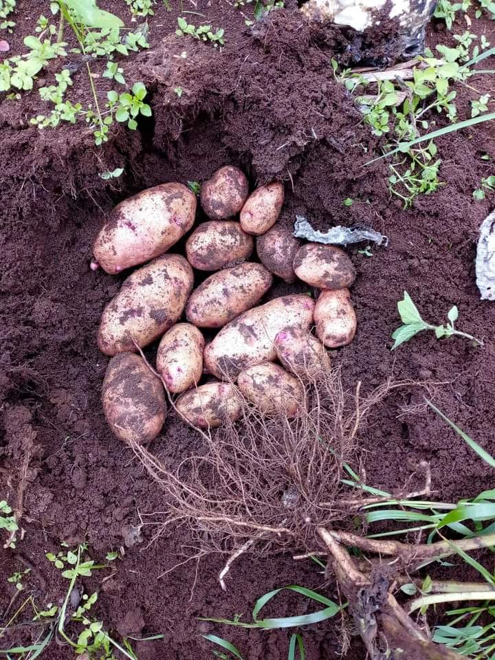 Pesticide Use in Irish Potato Farming In Kenya