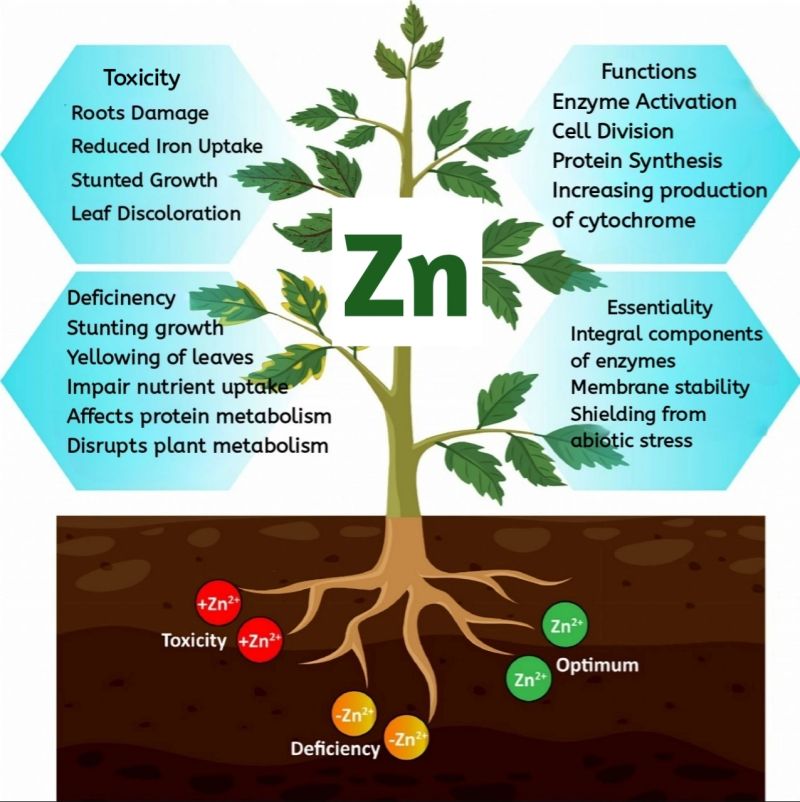 The Role of Zinc in Plant Development, It's deficiency & Toxicity Symptoms