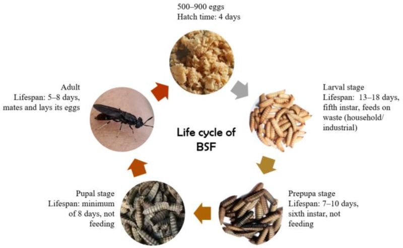 Synchronization of life stages across individuals in black soldier fly Production