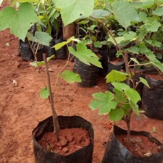 Grapes Seedlings that are sold by Farmers Trend have been propagated professionally with recommended planting tools and propagation materials, hence their high quality with 99% Survival Rate.
