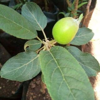 Grafted Apple Seedlings sold at our nursery are grafted from the best rootstock of M9, this rootstock is a sure bet when it comes to apple farming in Kenya. 