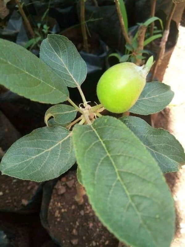 Grafted Apple Seedlings sold at our nursery are grafted from the best rootstock of M9, this rootstock is a sure bet when it comes to apple farming in Kenya. 