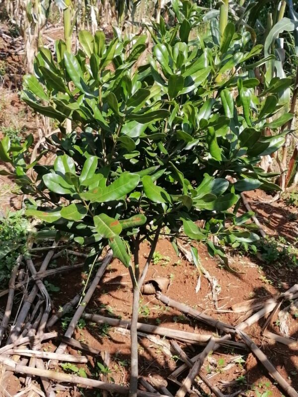 Grafted Macadamia Seedlings sold at Farmers Trend nurseries are certified and of high productive variety known as Muranga 20. The most prefered Macadamia variety in Kenya