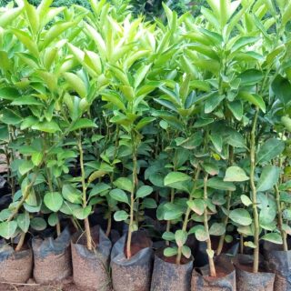 Certified Grafted Pixie Orange Seedlings by Farmers Trend Virtual Agrovet via 0790509684