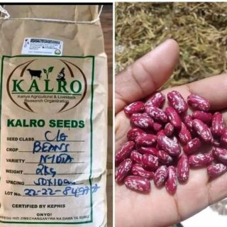 Nyota Bean seeds for sale in Kenya