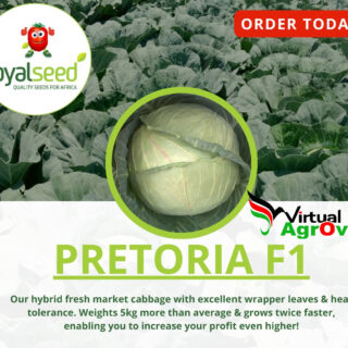 Hybrid Cabbage Pretoria F1 seeds in kenya