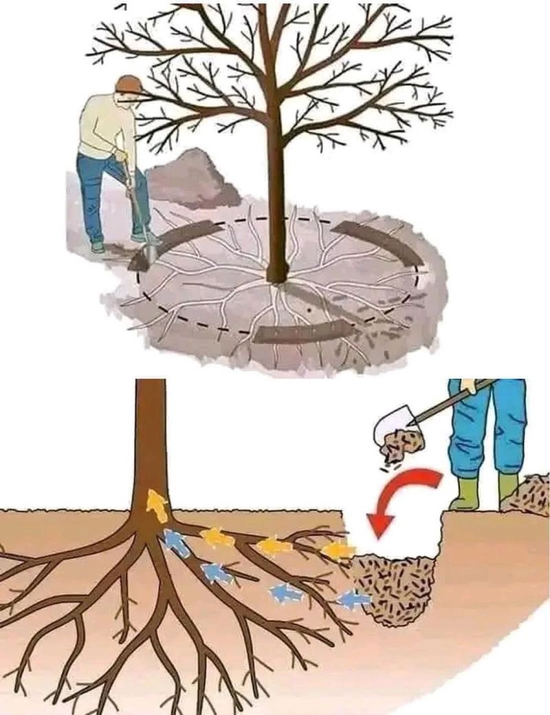 The Art of Tree Fertilization: A Guide to Proper Technique and Care