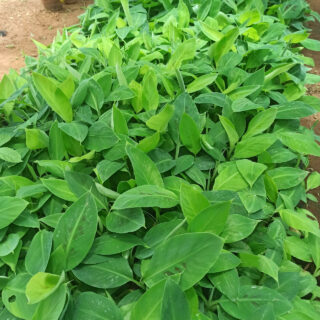 Farmers Trend offers top-quality Tissue Culture Banana Seedlings, propagated in the best tissue culture propagation laboratory in Kenya.