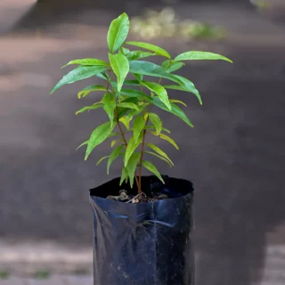 plum seedlings in kenya