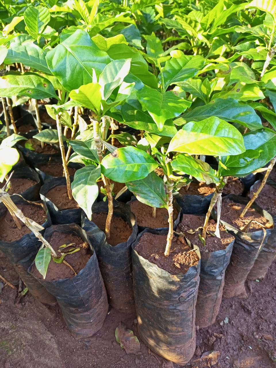Grafted coffee seedlings in Kenya
